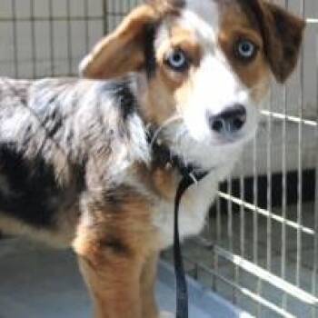 Rescue Australian Cattle Dog Blue Heeler Dogs for Adoption in Brock, Texas - Norman | PetCurious