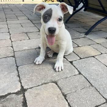 Rascal -  Mixed Breed Dog for Adoption in Uxbridge, Ontario - Rascal | PetCurious