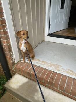 Australian Cattle Dog Blue Heeler and Beagle Dogs Available for Adoption - Dolly | PetCurious