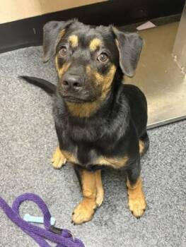 Leviticus Cornball -  Shepherd and Mixed Breed Dog for Adoption in Roseville, California - Leviticus Cornball | PetCurious