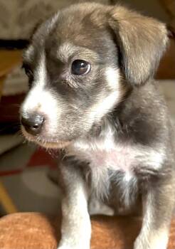Solo -  Labrador Retriever and Great Pyrenees Dog for Adoption in Saint Francisville, Louisiana - Solo | PetCurious