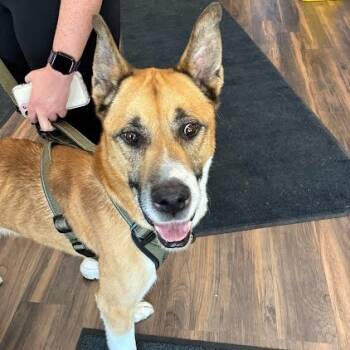 Rescue Mixed Breed Dogs for Adoption in Jeffersonville, Indiana - Kobi | PetCurious