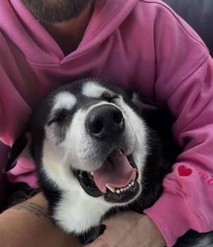 Rescue Alaskan Malamute Dogs for Adoption in Roseville, California - Oso | PetCurious