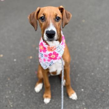 Pebbles -  Boxer and Mixed Breed Dog for Adoption in Newberg, Oregon - Pebbles | PetCurious