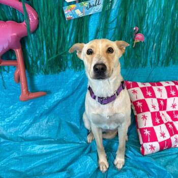 Fiji -  Cattle Dog Dog for Adoption in Fresno, California - Fiji | PetCurious