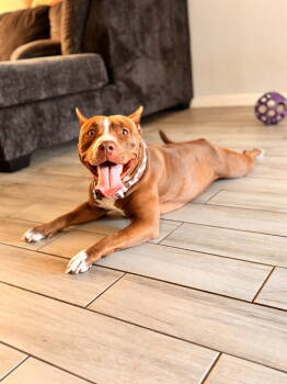 Rescue Pit Bull Terrier Dogs for Adoption in Chandler, Arizona - KHALEESI | PetCurious