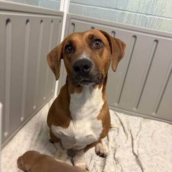 Basset Hound Dogs Available for Adoption in Loxahatchee Groves, Florida - JASMINE 4243 | PetCurious