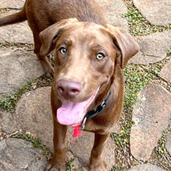 Chocolate Labrador Retriever Dogs Available for Adoption in Boerne, Texas - Maren | PetCurious