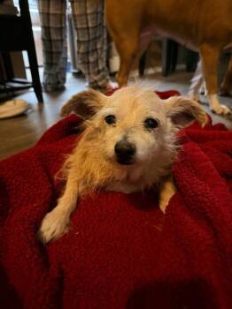 Norwich Terrier and Chihuahua Dogs Available for Adoption - Gary | PetCurious