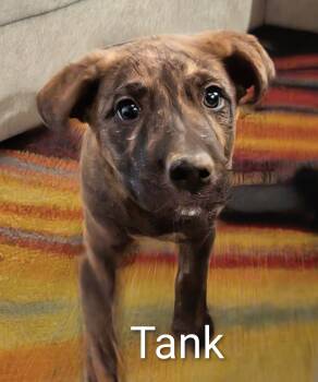 Rescue Labrador Retriever and Hound Dogs for Adoption in Saint David, Arizona - Tank | PetCurious