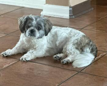 Little Bit -  Shih Tzu Dog for Adoption in Pflugerville, Texas - Little Bit | PetCurious