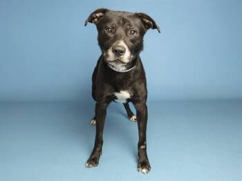 PRINCE -  German Shepherd Dog and Mixed Breed Dog for Adoption in Phoenix, Arizona - PRINCE | PetCurious