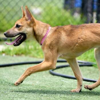 Rue -  Carolina Dog Dog for Adoption in Princeton, Massachusetts - Rue | PetCurious