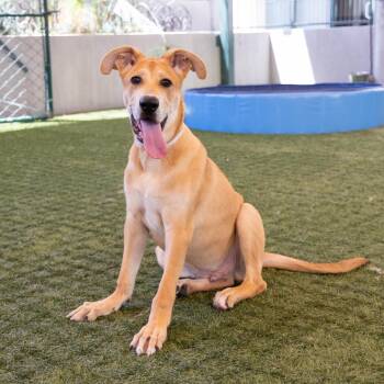 Halo -  Shepherd and Mixed Breed Dog for Adoption in Hawthorne, California - Halo | PetCurious