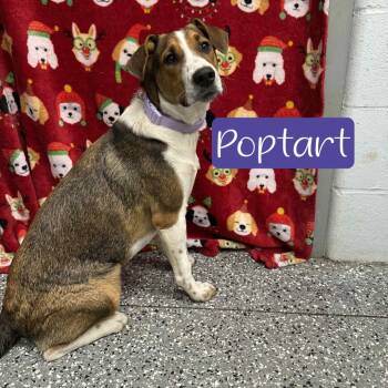 Rescue Hound Dogs for Adoption in Parkersburg, West Virginia - Poptart | PetCurious
