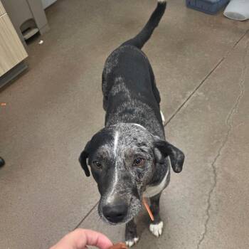 Pirata -  Australian Shepherd and Pit Bull Terrier Dog for Adoption in Chattanooga, Tennessee - Pirata | PetCurious