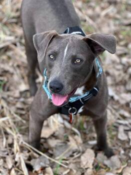 Pit Bull Terrier and Mixed Breed Dogs Available for Adoption in Savage, Minnesota - Rodeo | PetCurious