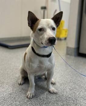 A662086 -  Cardigan Welsh Corgi and Mixed Breed Dog for Adoption in Houston, Texas - A662086 | PetCurious
