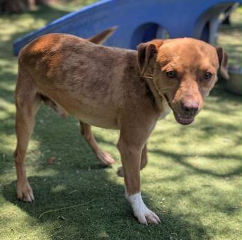 Bobble -  Chihuahua and Dachshund Dog for Adoption in Ramona, California - Bobble | PetCurious