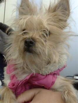 Mixed Breed Dogs Available for Adoption - LANI | PetCurious