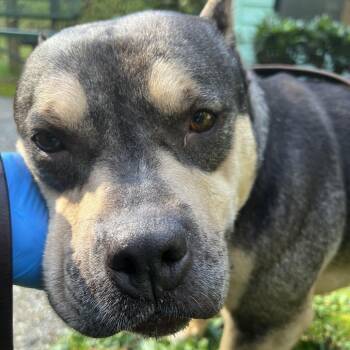 American Bulldog Dogs Available for Adoption - Willow | PetCurious