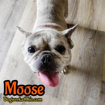 French Bulldog Dogs Available for Adoption in Toledo, Ohio - Moose | PetCurious