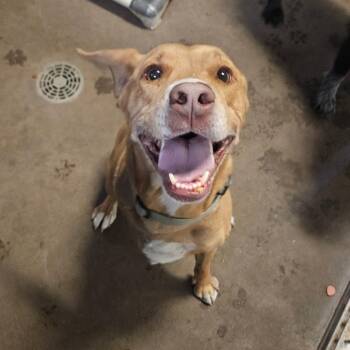 Josh -  Pit Bull Terrier and Black Labrador Retriever Dog for Adoption in Flagstaff, Arizona - Josh | PetCurious