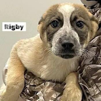 Mixed Breed Dogs Available for Adoption in Wando, South Carolina - Rigby | PetCurious