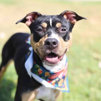 VIDALIA -  Bull Terrier Dog for Adoption in San Antonio, Texas - VIDALIA | PetCurious