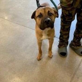 Mixed Breed and Mastiff Dogs Available for Adoption in York, Pennsylvania - YORK-Stray-15367 | PetCurious