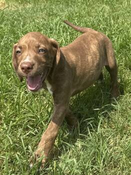 ALEX -  Labrador Retriever and Terrier Dog for Adoption in Seale, Alabama - ALEX | PetCurious