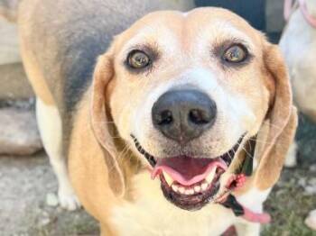 Casey -  Mixed Breed Dog for Adoption in Georgetown, Texas - Casey | PetCurious