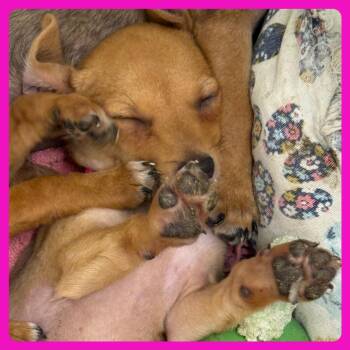 Luna -  Chihuahua and Dachshund Dog for Adoption in Austin, Texas - Luna | PetCurious