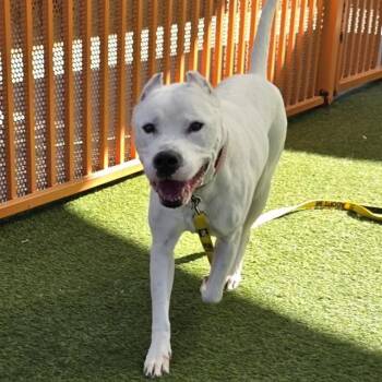 Pit Bull Terrier Dogs Available for Adoption - BEAU | PetCurious