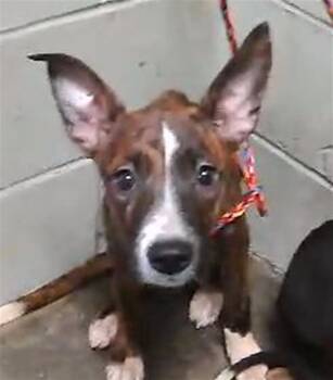 Rat Terrier and Mixed Breed Dogs Available for Adoption in Tulsa, Oklahoma - SELENA | PetCurious