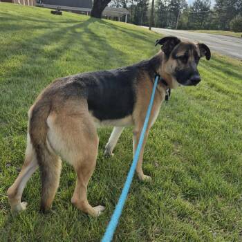 Cooper -  German Shepherd Dog Dog for Adoption in Chattanooga, Tennessee - Cooper | PetCurious