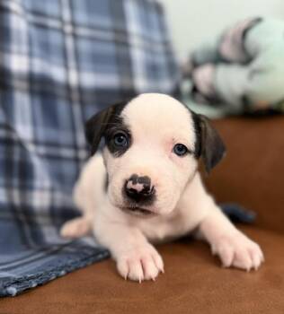 Santiago Surprise -  Hound and Great Pyrenees Dog for Adoption in Andover, Massachusetts - Santiago Surprise | PetCurious