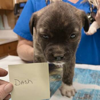 Dash -  Pit Bull Terrier and Boxer Dog Available for Adoption in Amarillo, Texas - Dash | PetCurious