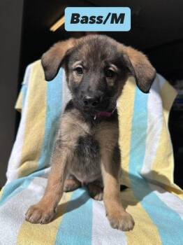 Shepherd and Great Pyrenees Dogs Available for Adoption in Hillside, Illinois - Bass | PetCurious