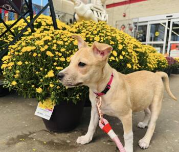 Rescue Mixed Breed Dogs for Adoption in Newborn, Georgia - LOLLI | PetCurious