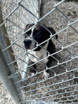 Bitty Bit JA -  Boxer Dog for Adoption in Georgetown, Ohio - Bitty Bit JA | PetCurious