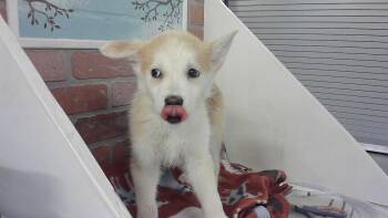 Siberian Husky and Mixed Breed Dogs Available for Adoption in Houston, Texas - A2070792 | PetCurious