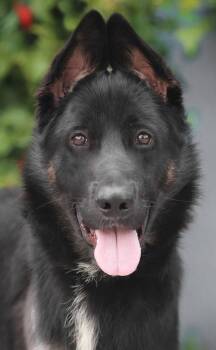 German Shepherd Dog Dogs Available for Adoption in Los Angeles, California - *Logan Von Leun  | PetCurious