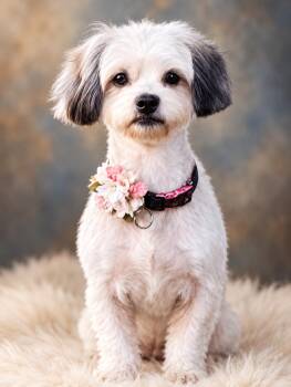 Bailey -  Yorkshire Terrier Dog for Adoption in Woodlawn, Tennessee - Bailey | PetCurious
