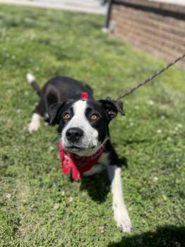 Rescue Mixed Breed Dogs for Adoption in Dickson, Tennessee - Zion | PetCurious