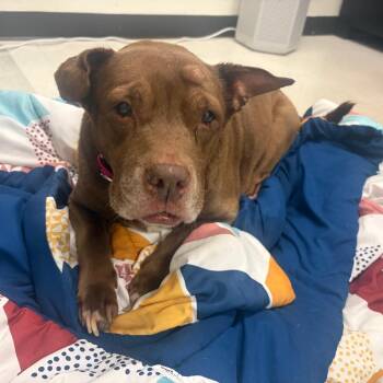 Cocoa -  Mixed Breed Dog for Adoption in Philadelphia, Pennsylvania - Cocoa | PetCurious