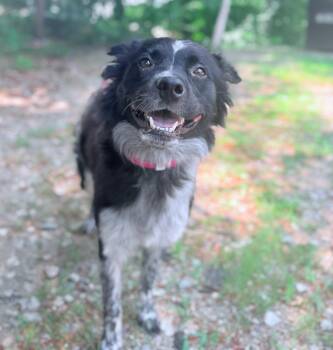 Viola in NH Come Meet our Adoptable Dogs Wednesday-Saturday. Mor -  Australian Cattle Dog Blue Heeler Dog for Adoption in Manchester, New Hampshire - Viola In NH Come Meet Our Adoptable Dogs Wednesday-Saturday. Mor | PetCurious