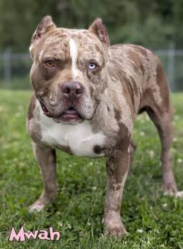 Mwah -  Fox Terrier and Mixed Breed Dog for Adoption in Mason, Michigan - Mwah | PetCurious