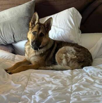 Athena -  German Shepherd Dog Dog for Adoption - Athena | PetCurious