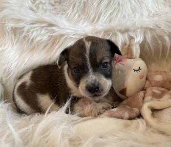 Rescue Australian Cattle Dog Blue Heeler Dogs for Adoption in Heber Springs, Arkansas - Latte | PetCurious